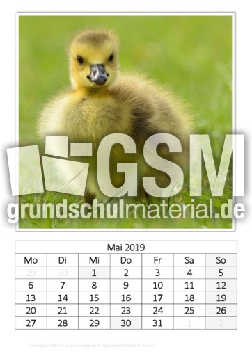 Mai_Kanadagänseküken.pdf